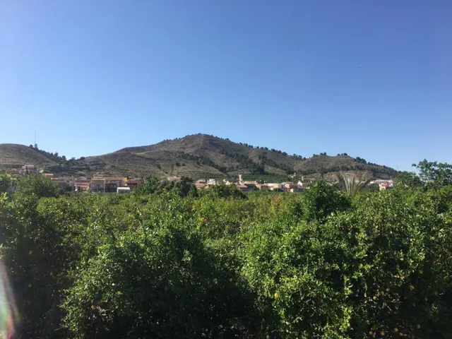 SE VENDE TERRENO PLANTADO DE LIMONEROS — 9