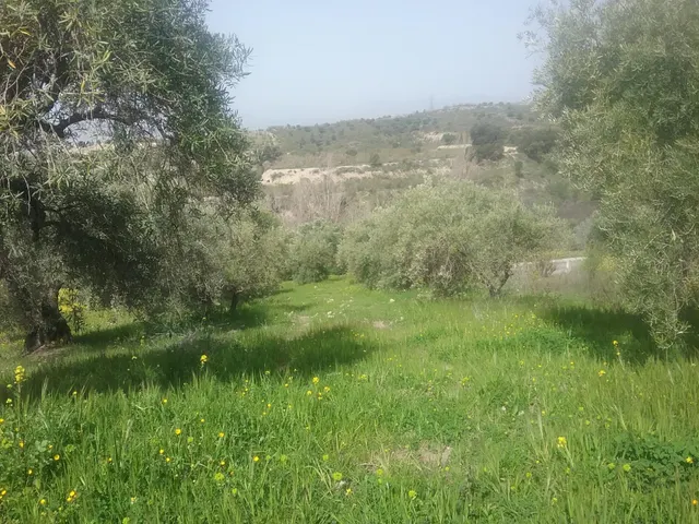 OLIVAR EN EL FARGUE. Paraje Aynadamar — 3