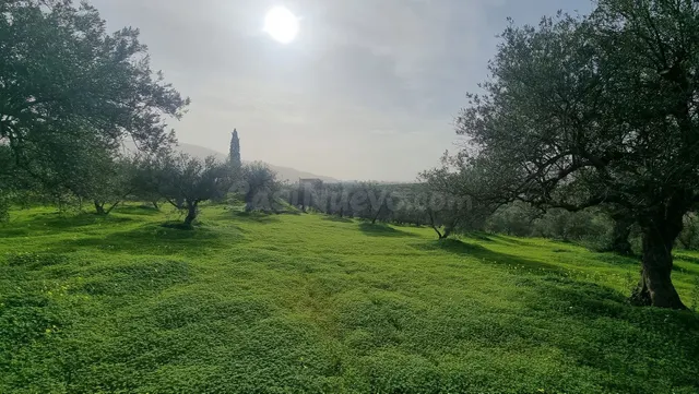 Finca rústica con olivos en Alhaurín el Grande - Costa del S - foto 5