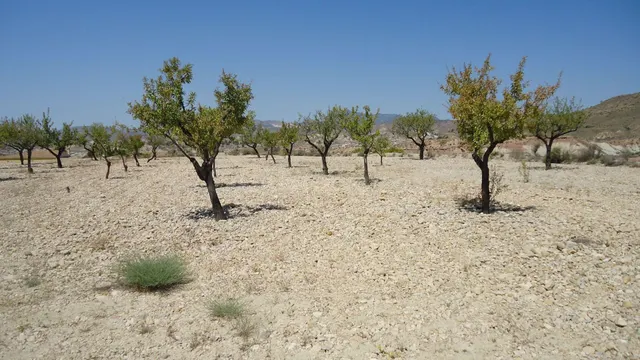 Parcela en venta - ABANILLA - foto 3