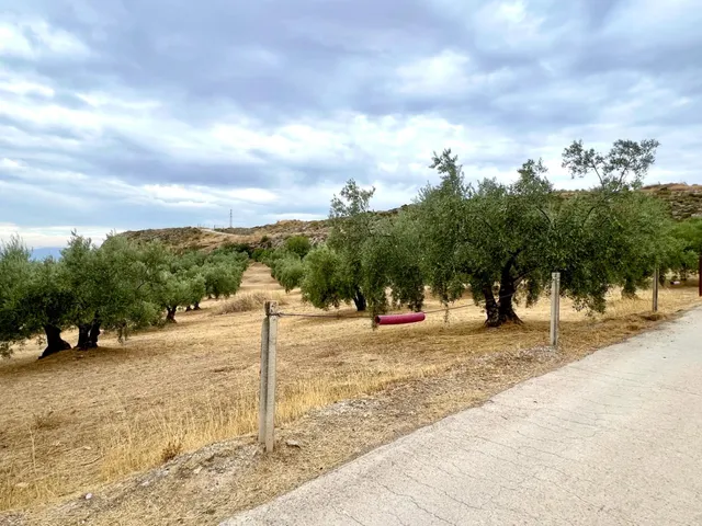 NIVAR - FINCA DE OLIVOS — 12
