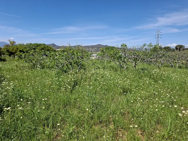 Terreno rústico de 3.413 m2 en Alhaurín de la Torre para proyectos rurales — 6