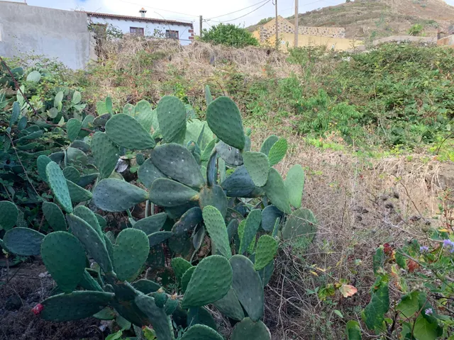 Casa con terreno y muchas posibilidades en El Hoyo del Barrio, El Hierro — 8