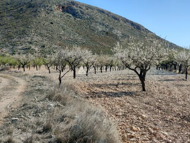 SE VENDE PARCELA CON PRODUCCION DE ALMENDROS AL LADO DEL PUE - foto 2