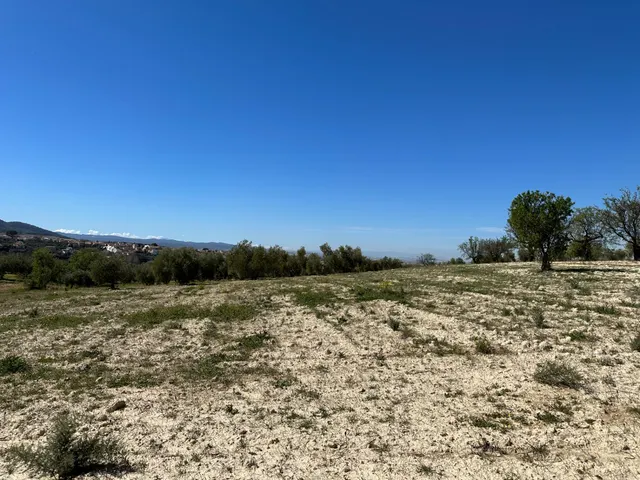 VENTA DE FINCA RUSTICA DE 6,5 HECTAREAS DE ALMENDROS Y ALGUNOS OLIVOS EN DILAR — 33