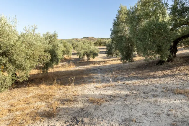 Terreno rural en venta - Alfacar — 35