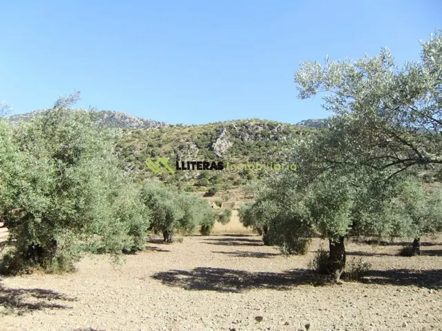 Rústica en Orient edificable- vistas preciosas — 6