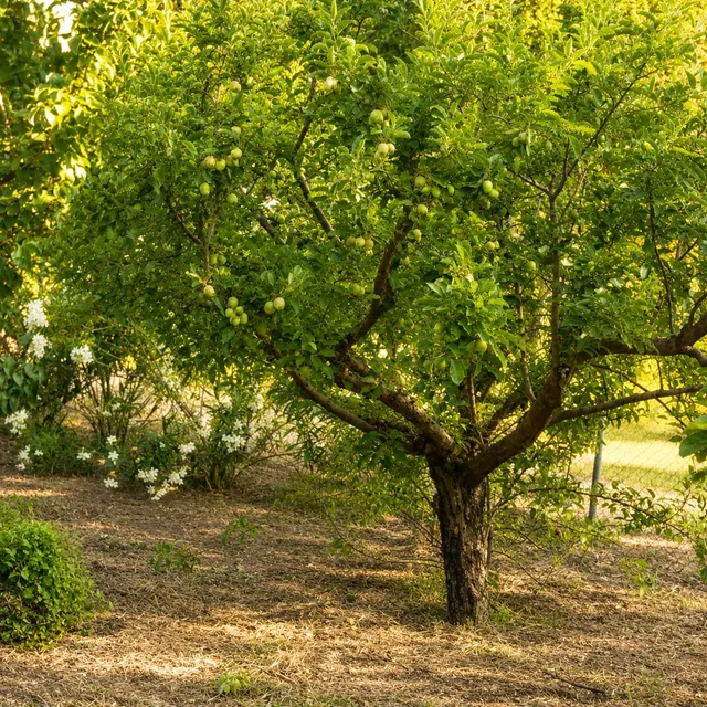 En venta maravillosa finca Rustica de Olivos — 43
