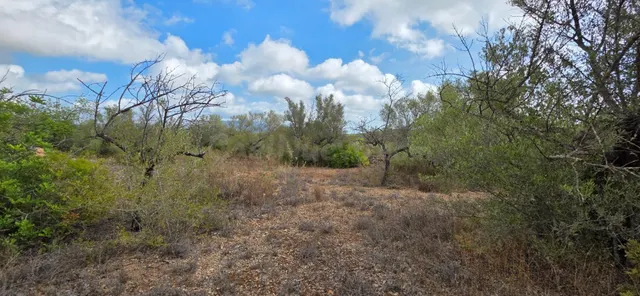 Finca rústica con olivos y buen acceso, entre El Perelló y l - foto 3