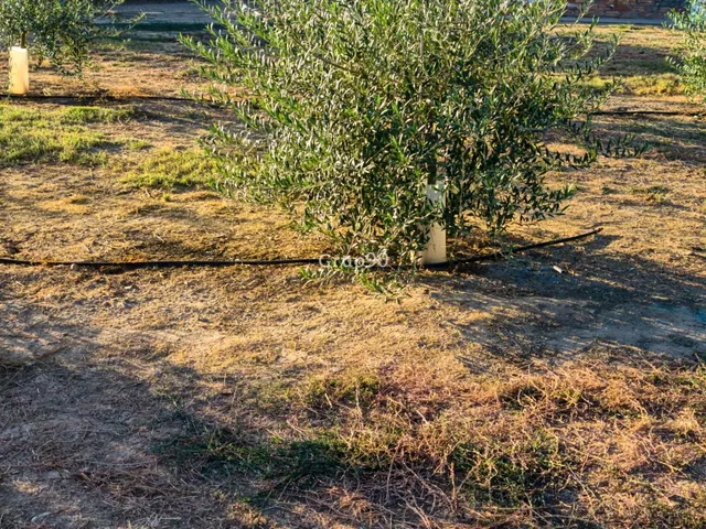Finca de 7.500 m2 con 200 olivos y almacén de 123 m2 en partida rufea – ¡a solo 5 minutos de Lleida! — 9