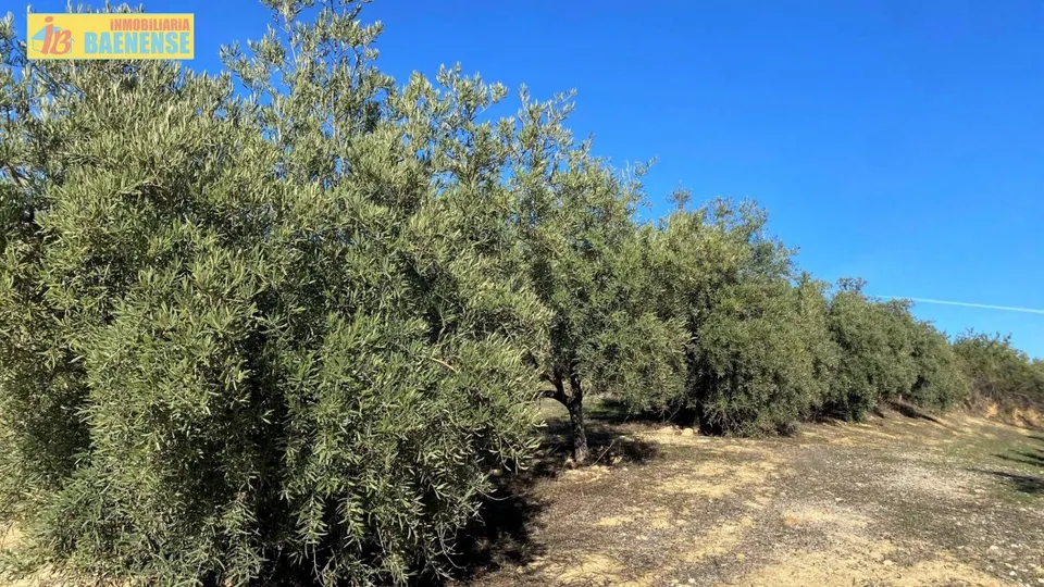 Olivar fresco en buena ubicación