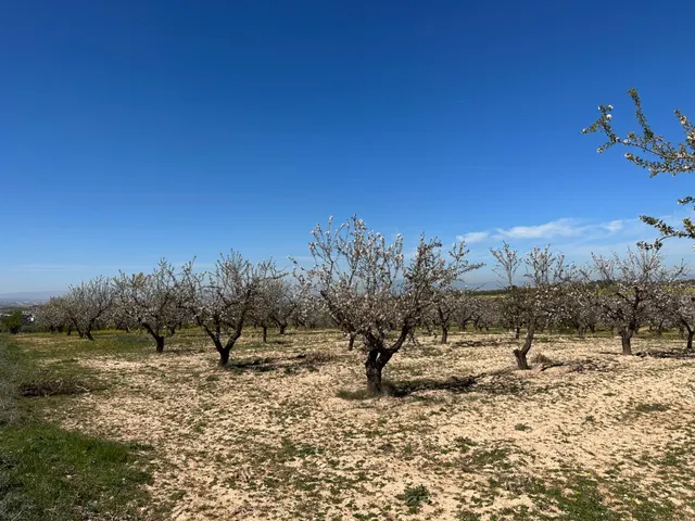 VENTA DE FINCA RUSTICA DE 6,5 HECTAREAS DE ALMENDROS Y ALGUNOS OLIVOS EN DILAR — 25