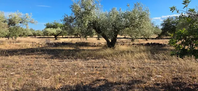 Finca rústica de 14.741 m2 con casa de campo por terminar, en un entorno tranquilo a 5 km del mar — 23