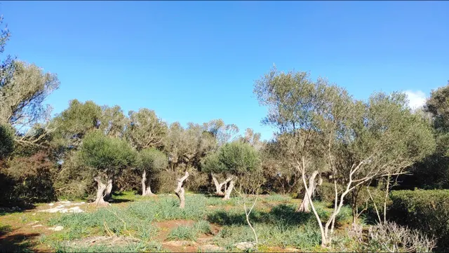 Enorme terreno boscoso con proyecto de un chalet y piscina en Felanitx, Mallorca — 2