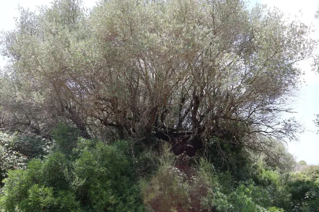 MASIA RUSTICA EN DOS HECTAREAS DE TERRENO ZONA POU DE BECA — 23