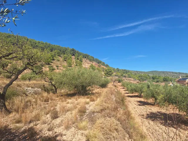 Terreno agrícola con olivos, almendros y vistas al Castillo de Castalla — 17.000 € — 7