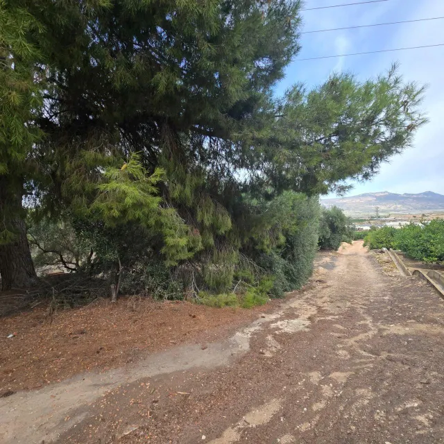 Finca rústica en Blanca | limoneros en producción y para construir vivienda — 9