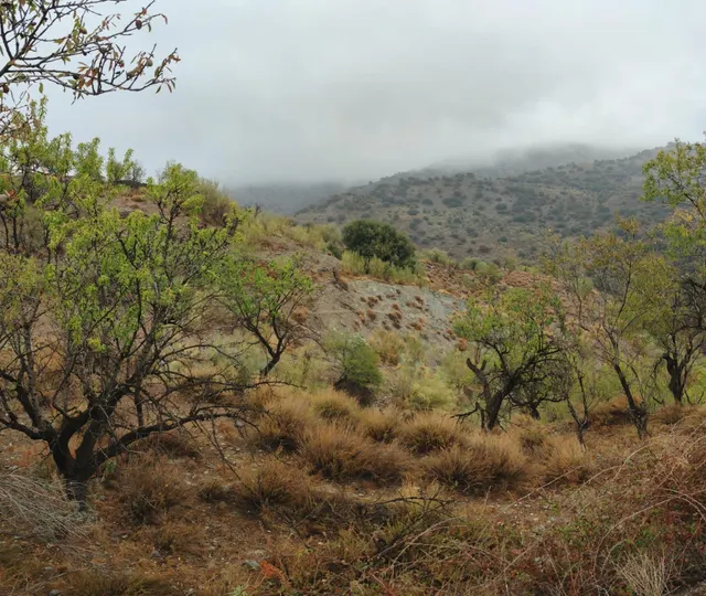 VENTA EN SIERRO ( ALMERÍA ) DE TERRENO PARA CAZA. — 13