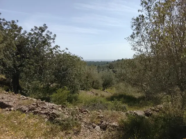 Oportunidad Única: Finca Rústica en L'Aldea por €52,000 - foto 4
