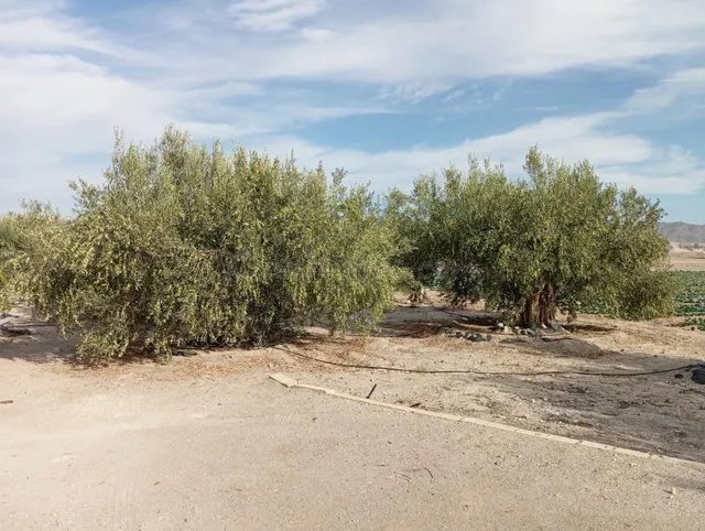 CASA DOBLE CON TERRENO A 15 MINUTOS DE LORCA Y PUERTO LUMBRE - foto 4