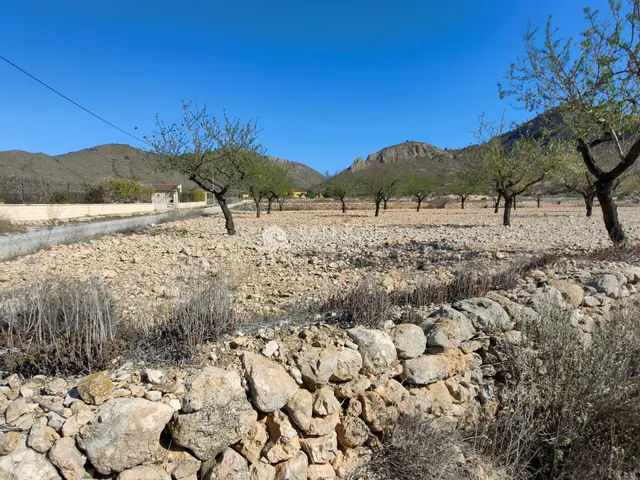 SE VENDE PARCELA CON PRODUCCION DE ALMENDROS AL LADO DEL PUE - foto 3