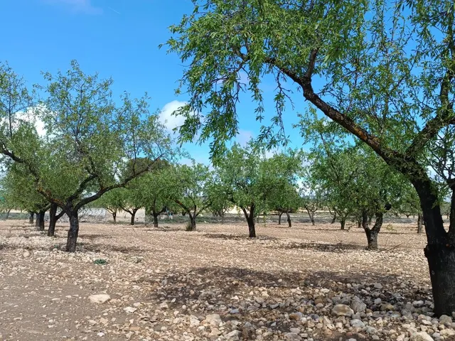 Parcela en venta - Ayuntamiento - foto 4