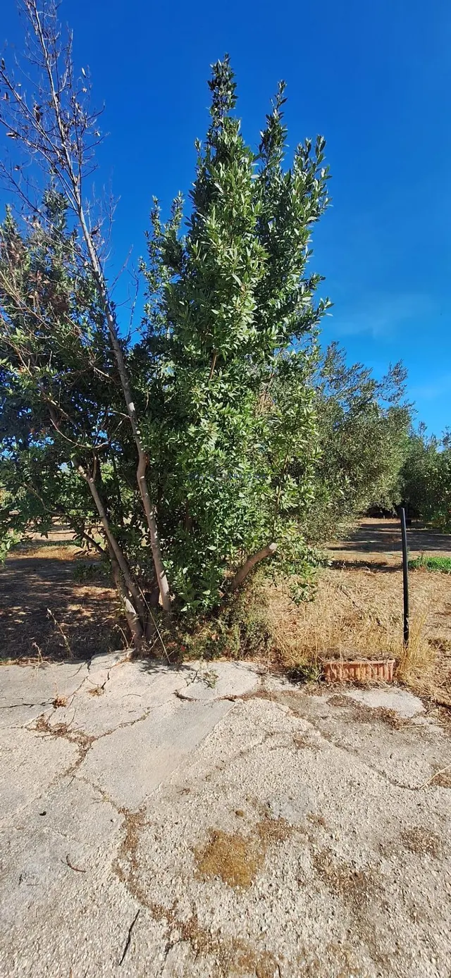 Finca Rustica En Gibraleon — 31