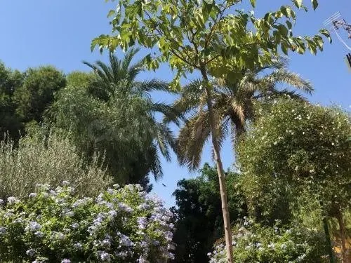 Terreno en venta en Torre Pacheco - foto 4