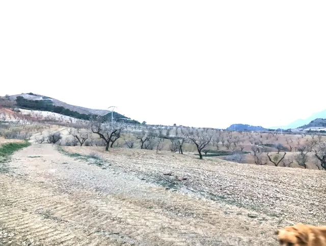 Finca en Los Jarales - foto 4