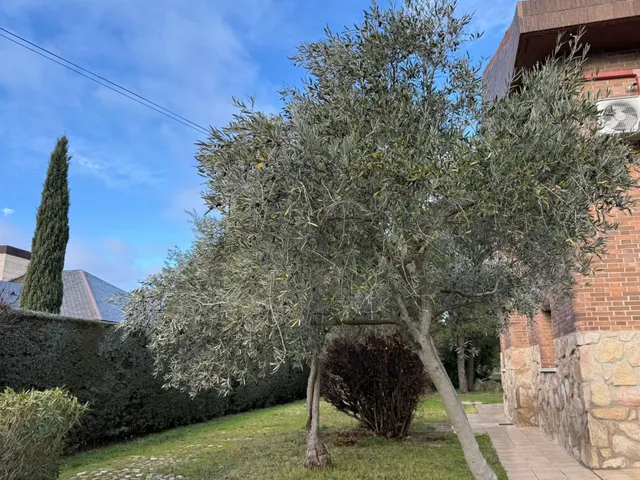 Villa 6 habitaciones 585m² en venta - Parque Boadilla — 34