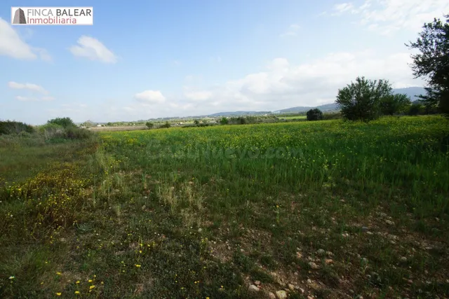 FINCA RUSTICA UBICADA EN ALGAIDA CON PROYECTO Y LICENCIA (CA - foto 4