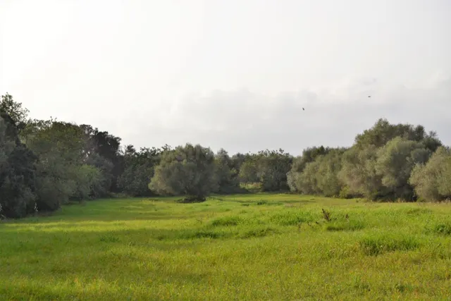 Finca en suelo rústico general, en venta en Muro con increíb - foto 5