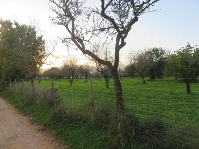 Finca rústica en venta en Selva — 8