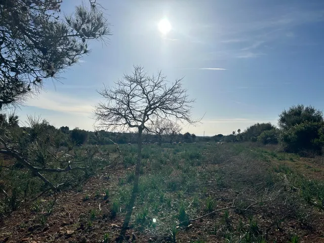 Finca rústica en s'espinagar. - foto 5