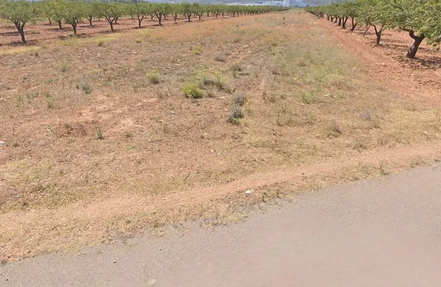 FINCA RUSTICO SECANO EN VILLAFAMES ACCESO POR CAMINO ASFALTADO — 3
