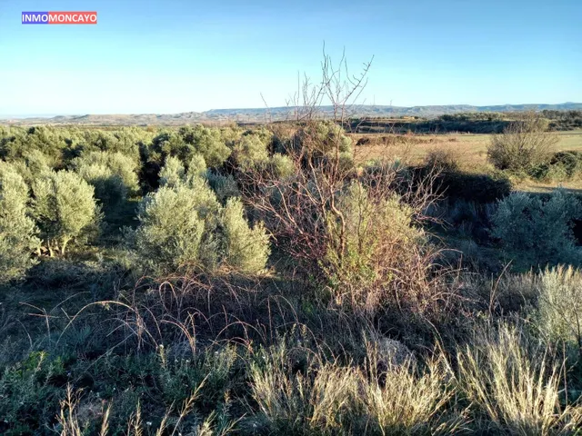 Se vende olivar a 3 km de Tortoles - foto 5