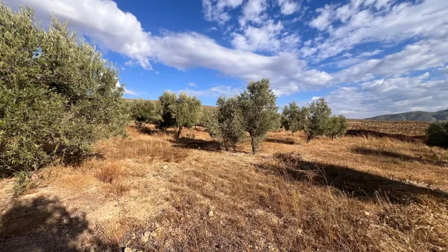 Excelente oportunidad: Finca rústica de 2 hectáreas con 300 olivos Picual — 8