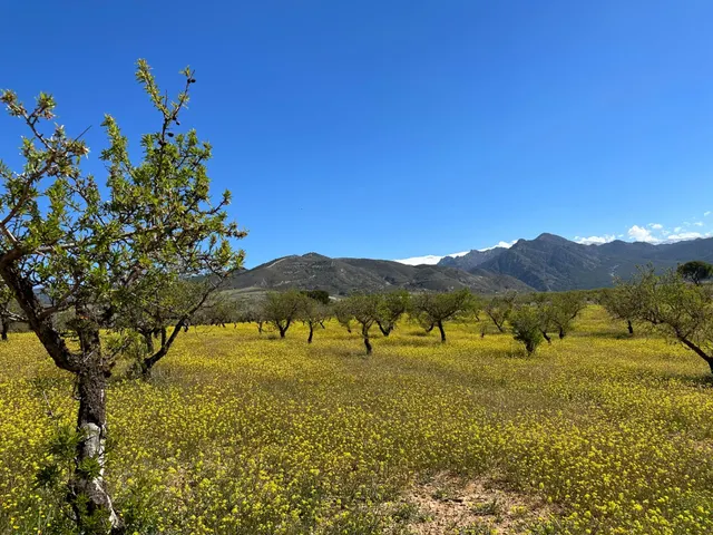 VENTA DE FINCA RUSTICA DE 6,5 HECTAREAS DE ALMENDROS Y ALGUNOS OLIVOS EN DILAR — 37