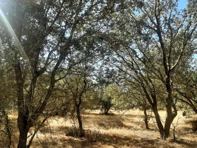 Preciosa parcela en el pantano de Valdesalor - foto 4