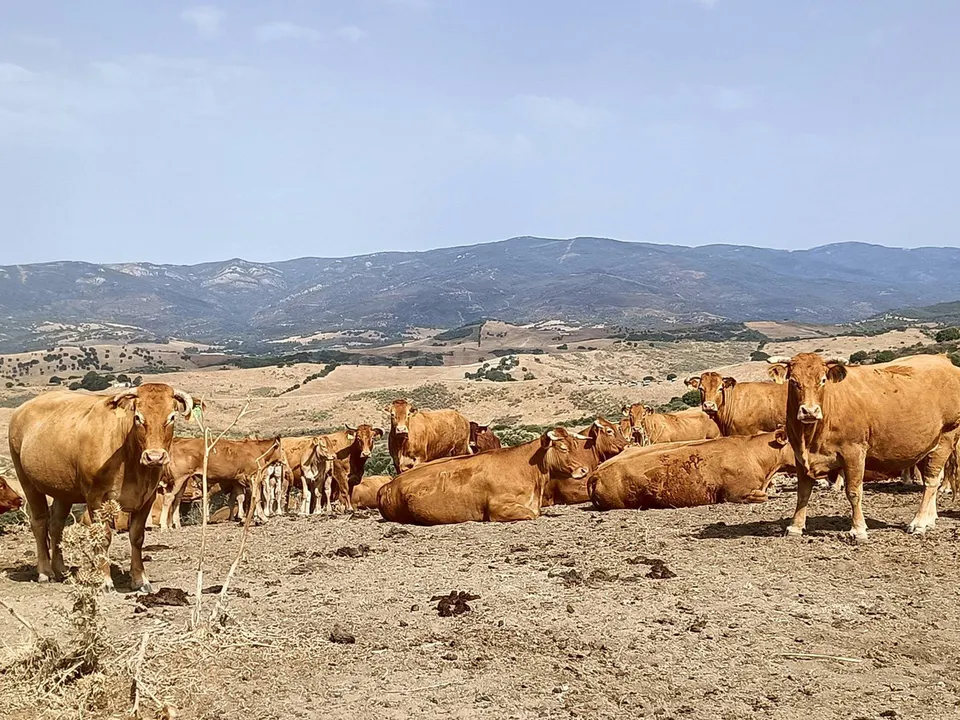 Finca Agrícola 800m² en venta - Riviera del sol