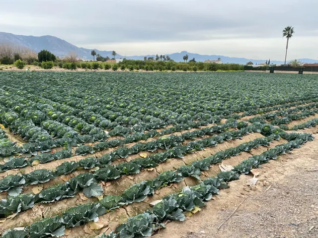 ESPECTACULAR PARCELAS URBANAS EN SANTA CRUZ MURCIA - foto 3