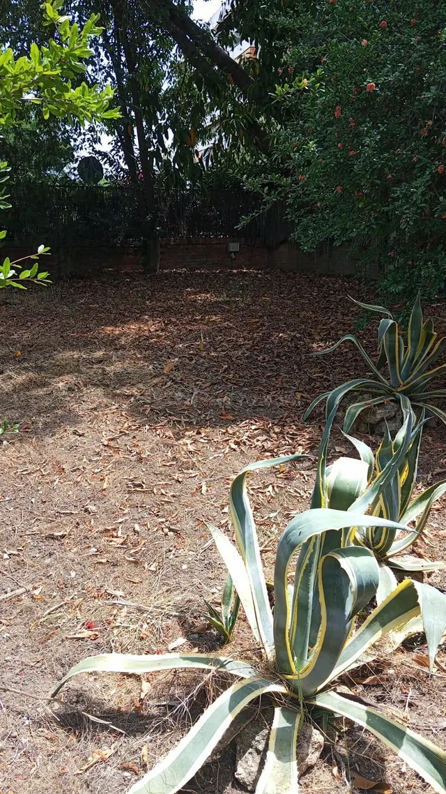 Exclusiva propiedad de 2.012 m2 en santa clara | tres fincas registrales en una de las mejores zonas de Sevilla — 16
