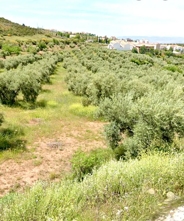 NIVAR - FINCA DE OLIVOS — 26