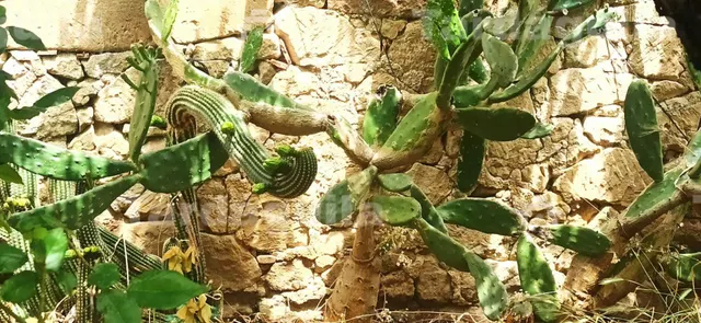PRECIOSA Y AMPLIA CASA DE PIEDRA EN SAN MUÑOZ. — 45