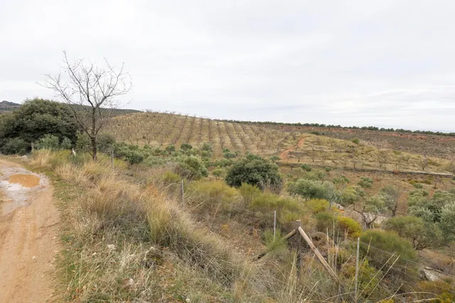 Magnífica finca de 400 olivos en Monachil — 28