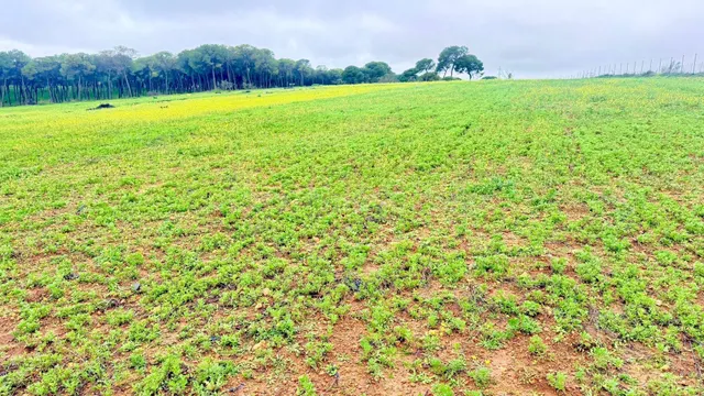 2 HECTÁREAS DE REGADÍO CON POZO PROPIO Y TRANSFORMADOR | INV - foto 5