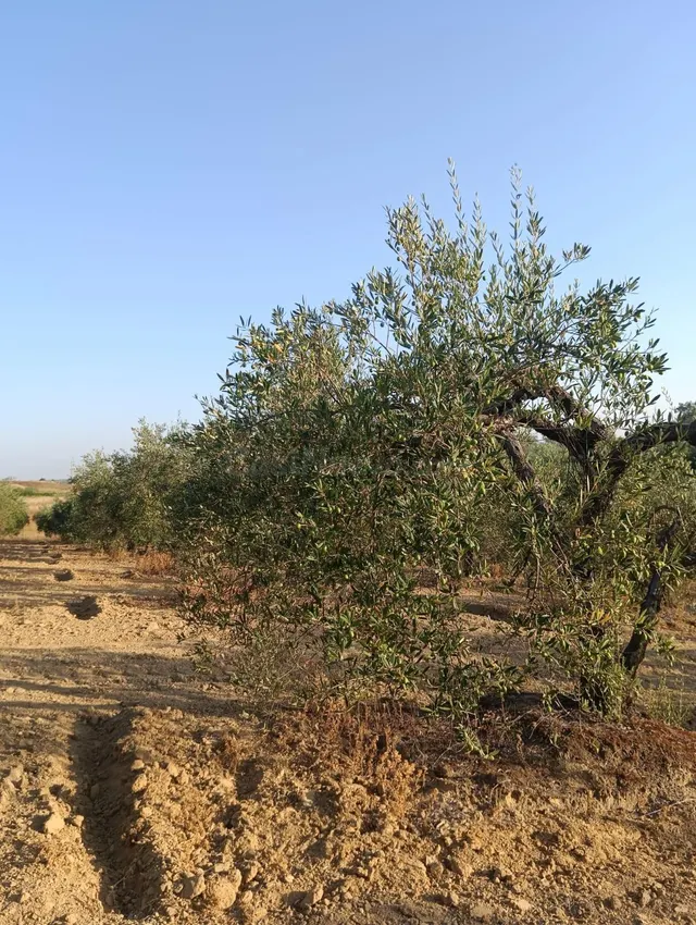 Terreno rural en venta - Almonte - foto 3