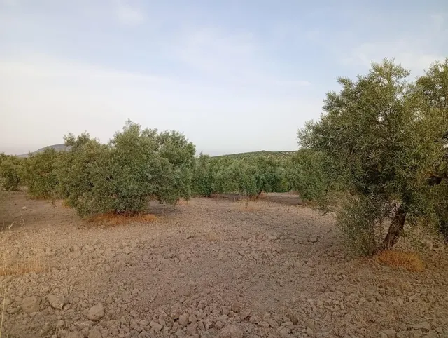 OLIVAR EN VENTA EN CARRETERA DE PRUNA! - foto 2