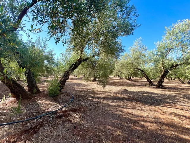 ALBOLOTE - PANTANO CUBILLAS - foto 5