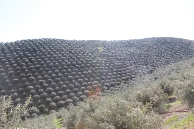 MAGNIFICO OLIVAR CON CASA, COCHERA PARA APEROS Y PISCINA ENTRE VILLAHARTA Y POZOBLANCO. — 16